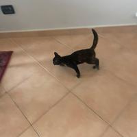 Un gattino nero di 2mesi con diversi colori