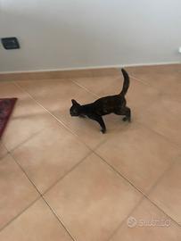 Un gattino nero di 2mesi con diversi colori