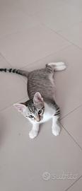 Gattina femmina di due mesi e mezzo