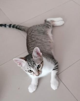 Gattina femmina di due mesi e mezzo
