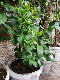 piante di limoni