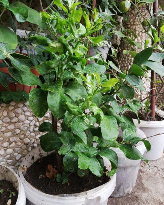 piante di limoni