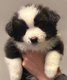 Cuccioli border collie alta genealogia