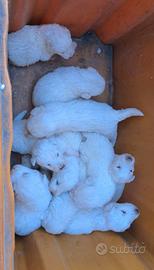Cuccioli pastore maremmano Abruzzese