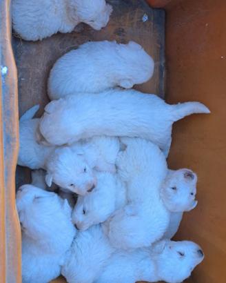 Cuccioli pastore maremmano Abruzzese