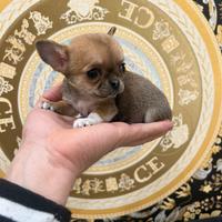 Chihuahua Femmina extra Mini 65 giorni