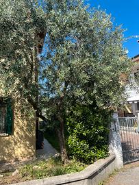 Albero di olivo