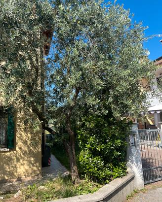 Albero di olivo