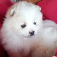 Purissimi cuccioli di razza Spitz nano