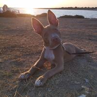 Pitbull IPT femmina colore havana