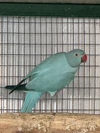 Parrocchetto dal collare