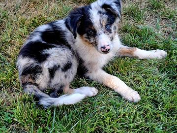 Cuccioli di Border Collie