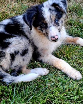 Cuccioli di Border Collie