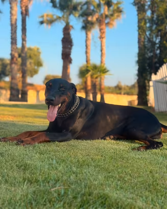 Cuccioli Doberman