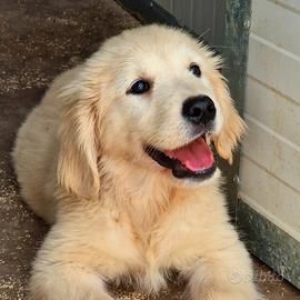 Cuccioli di Golden Retriever - Allev.ric. ENCI