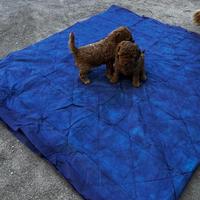 Barboncino red cuccioli disponibili