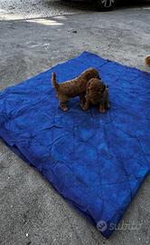 Barboncino red cuccioli disponibili