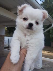 Chihuahua maschio