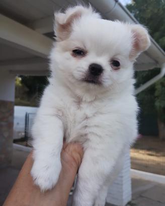 Chihuahua maschio