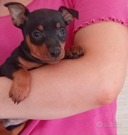 Pinscher nano