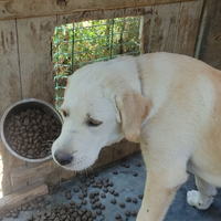 Pastore Asia Centrale Aborigeno