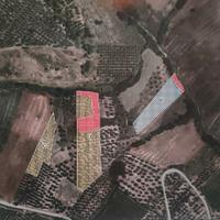 Terreno agricolo con oliveto
