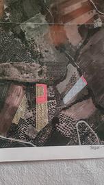 Terreno agricolo con oliveto