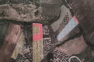 Terreno agricolo con oliveto