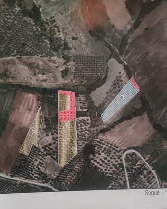 Terreno agricolo con oliveto