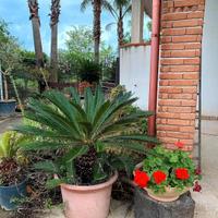 Cycas