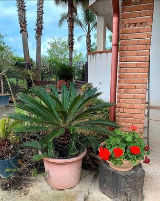 Cycas