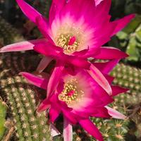 Chamaecereus Riqu414