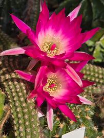 Chamaecereus Riqu414