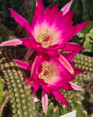 Chamaecereus Riqu414