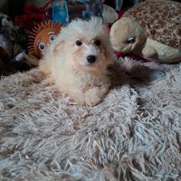 Maltipoo cucciola