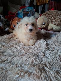 Maltipoo cucciola