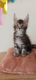 Cucciole di Maine Coon linea russa