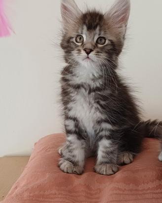 Cucciole di Maine Coon linea russa