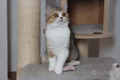 Scottish straight bicolor pedigree FIAF