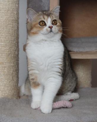 Scottish straight bicolor pedigree FIAF