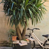 Yucca elephantipes (prezzo trattabile)