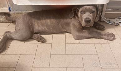 Cane corso