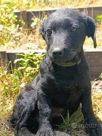 MIA, cucciola di TG MEDIO-PICCOLA super peperina