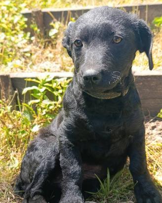 MIA, cucciola di TG MEDIO-PICCOLA super peperina