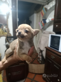 Chihuahua