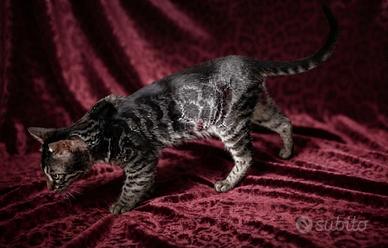 Meraviglioso gatto Bengala