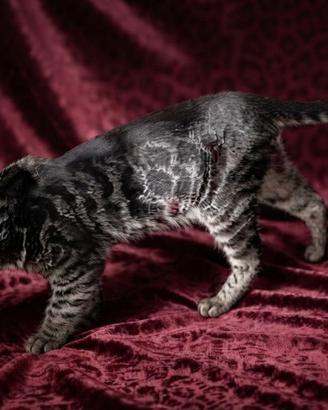 Meraviglioso gatto Bengala