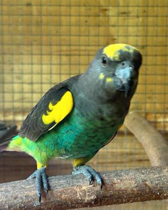 Pappagalli poicephalus meyer