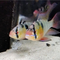 Ramirezi long fin, Blue Electric e asian