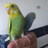 Coppie di cocorite affiatate e particolari